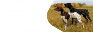 banner-home