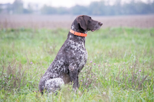 Coco vom Grossen Eichenwald - Image 6