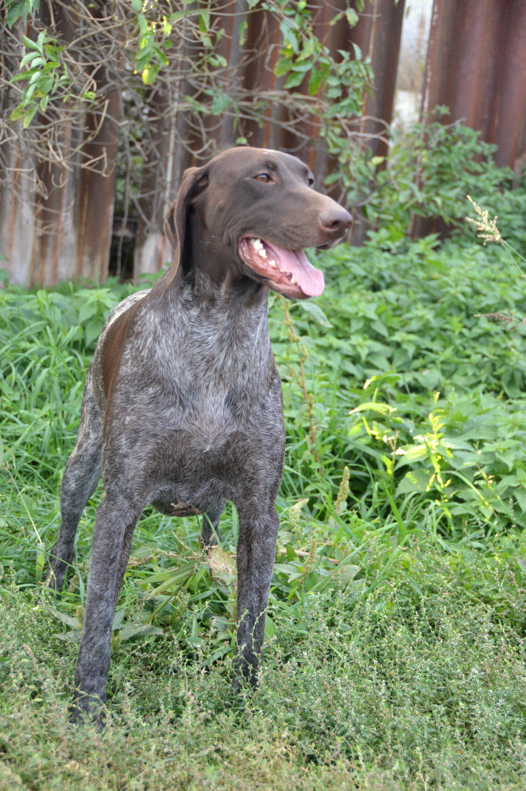 Bella z Rakytovských lúk – Obrázok 2