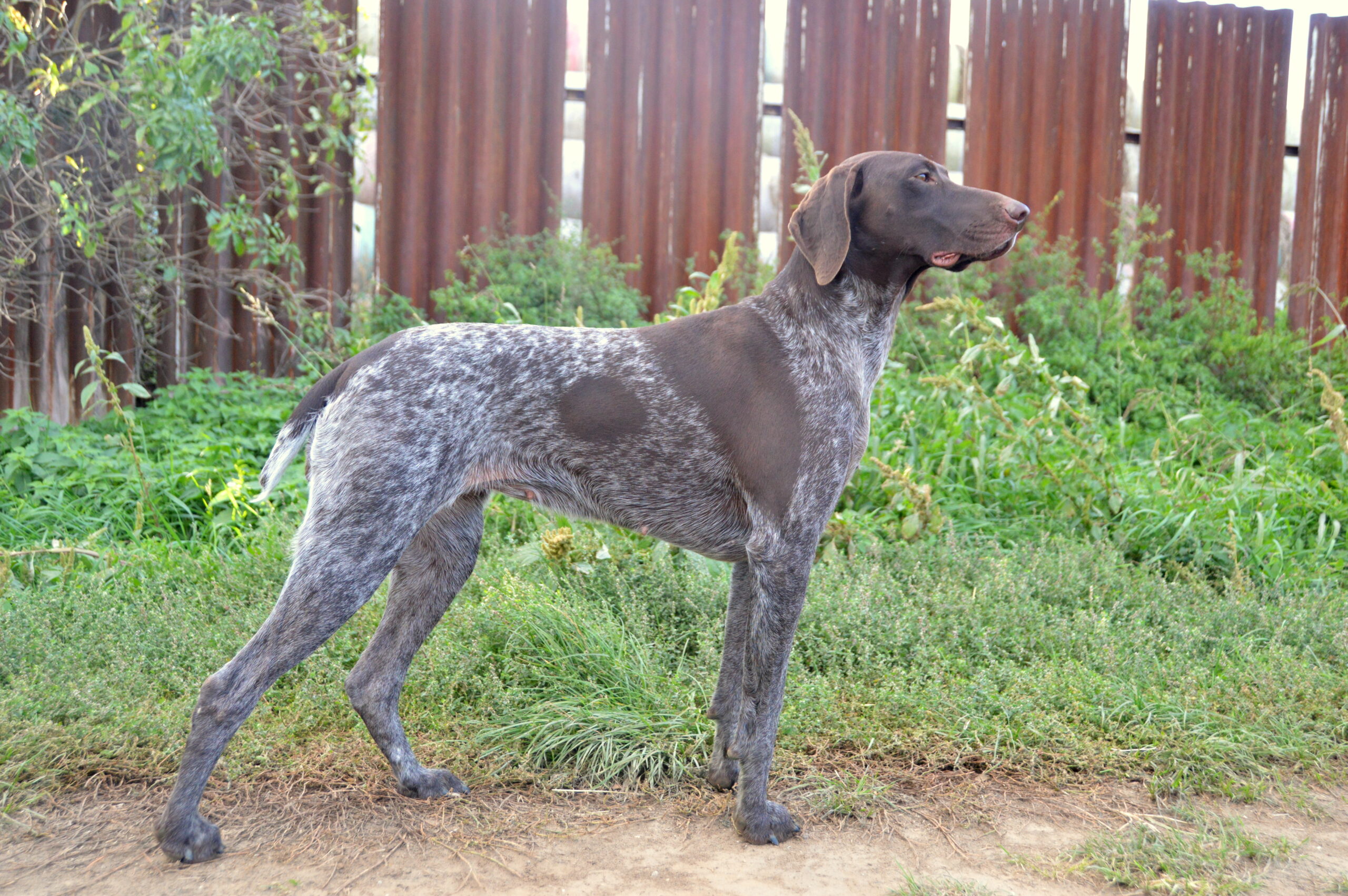 Bella z Rakytovských lúk – Obrázok 3