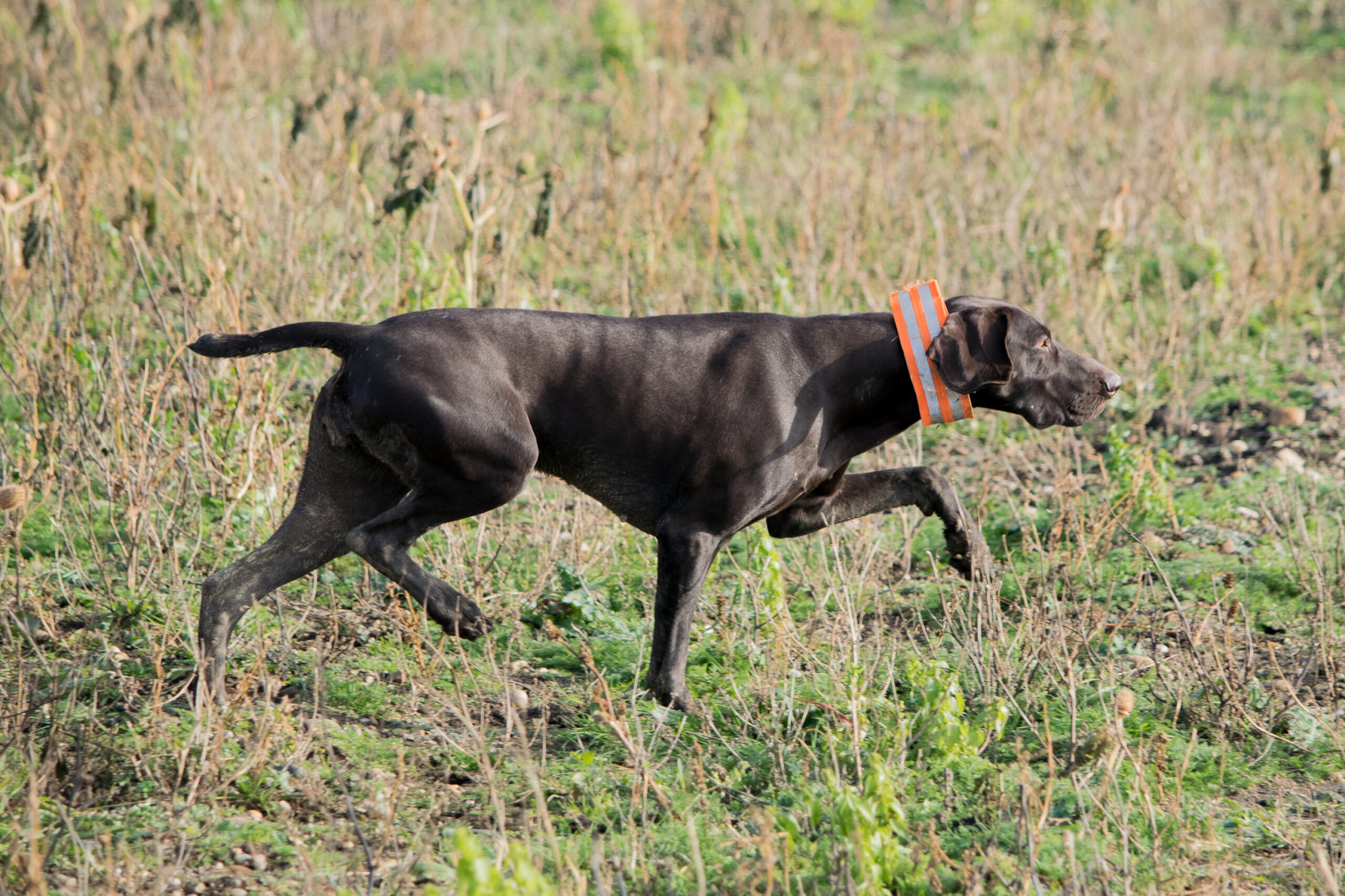 Johannisbeere Hastrmánek – Obrázok 7