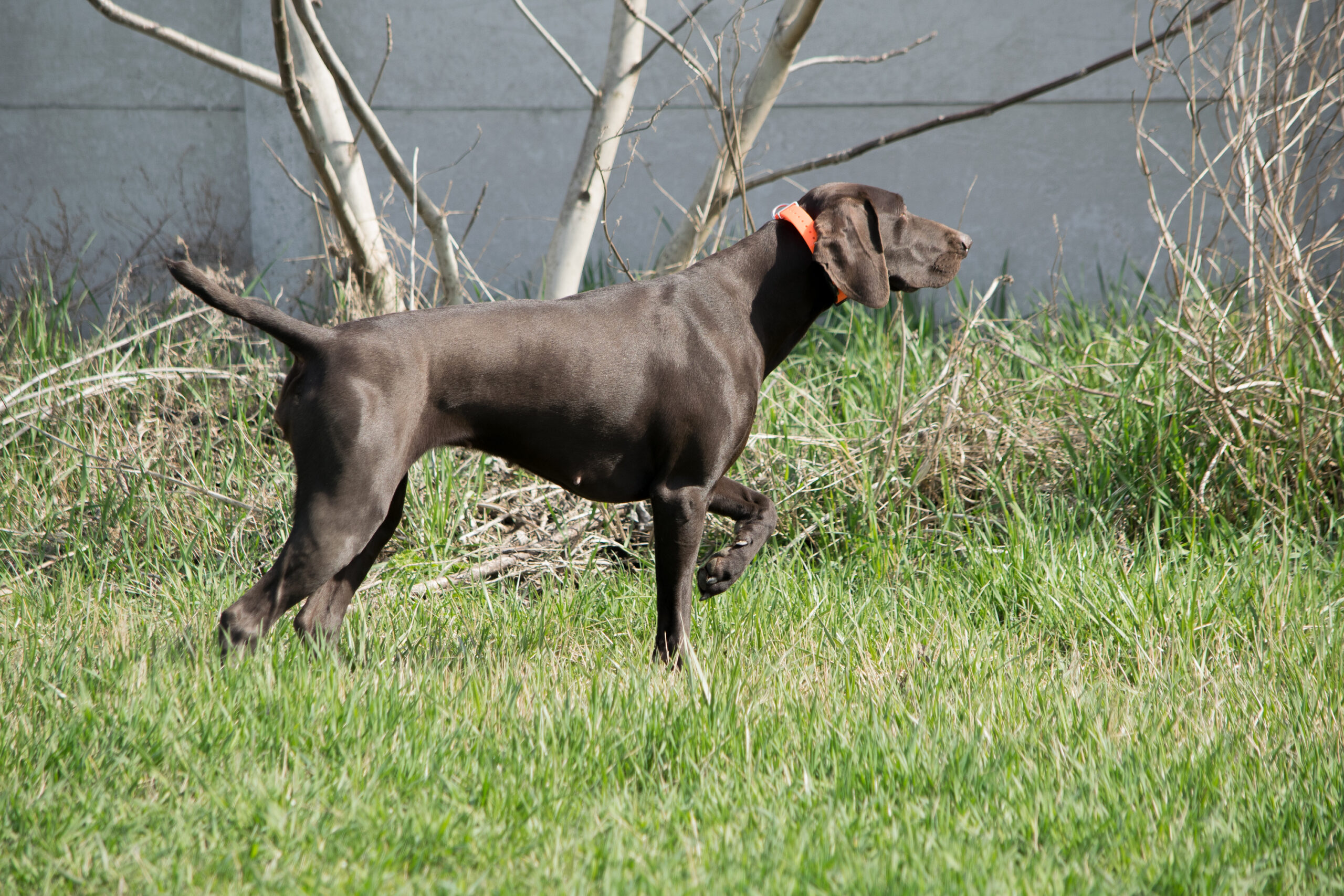 Johannisbeere Hastrmánek – Obrázok 4