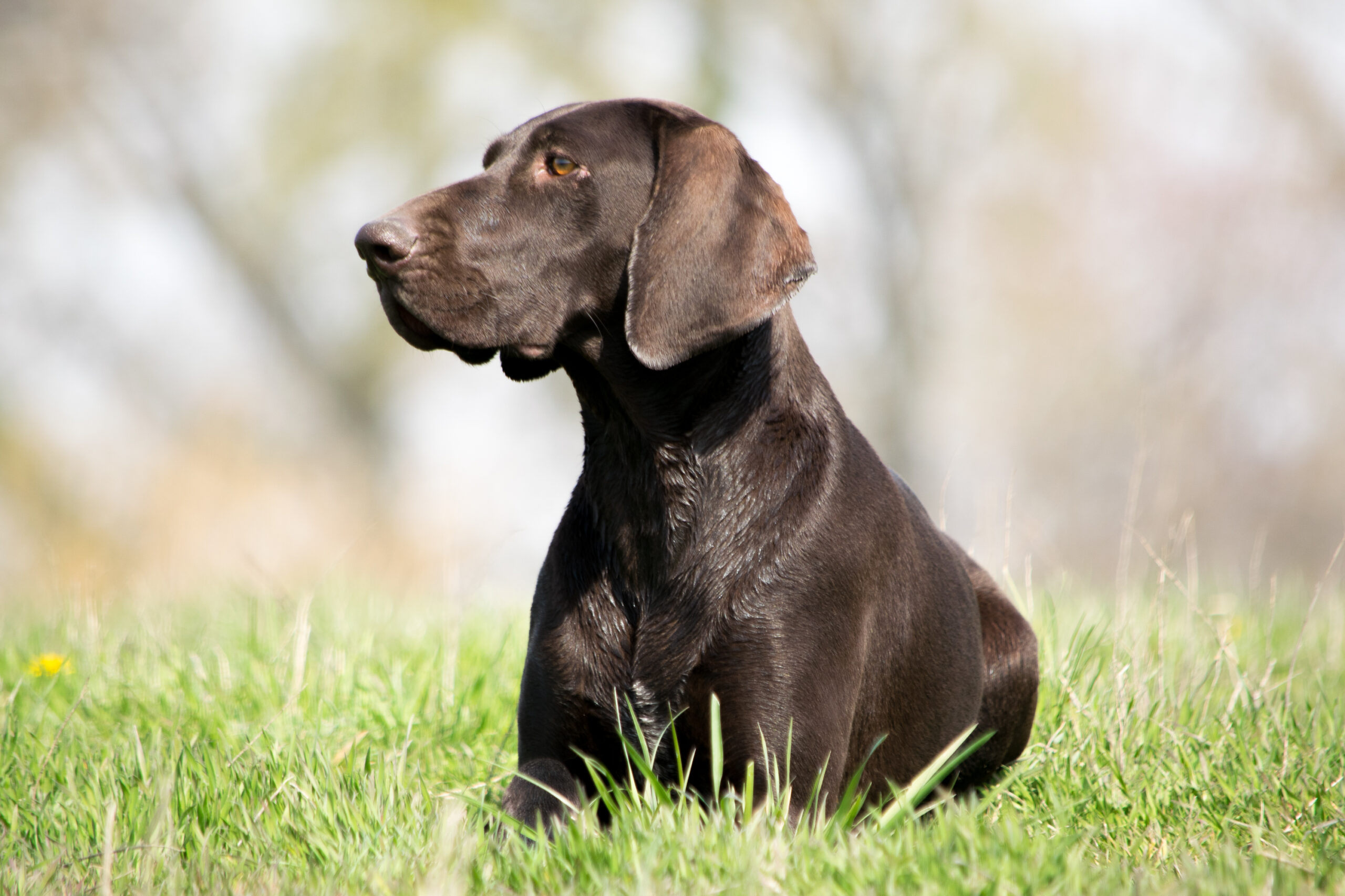 Johannisbeere Hastrmánek – Obrázok 3