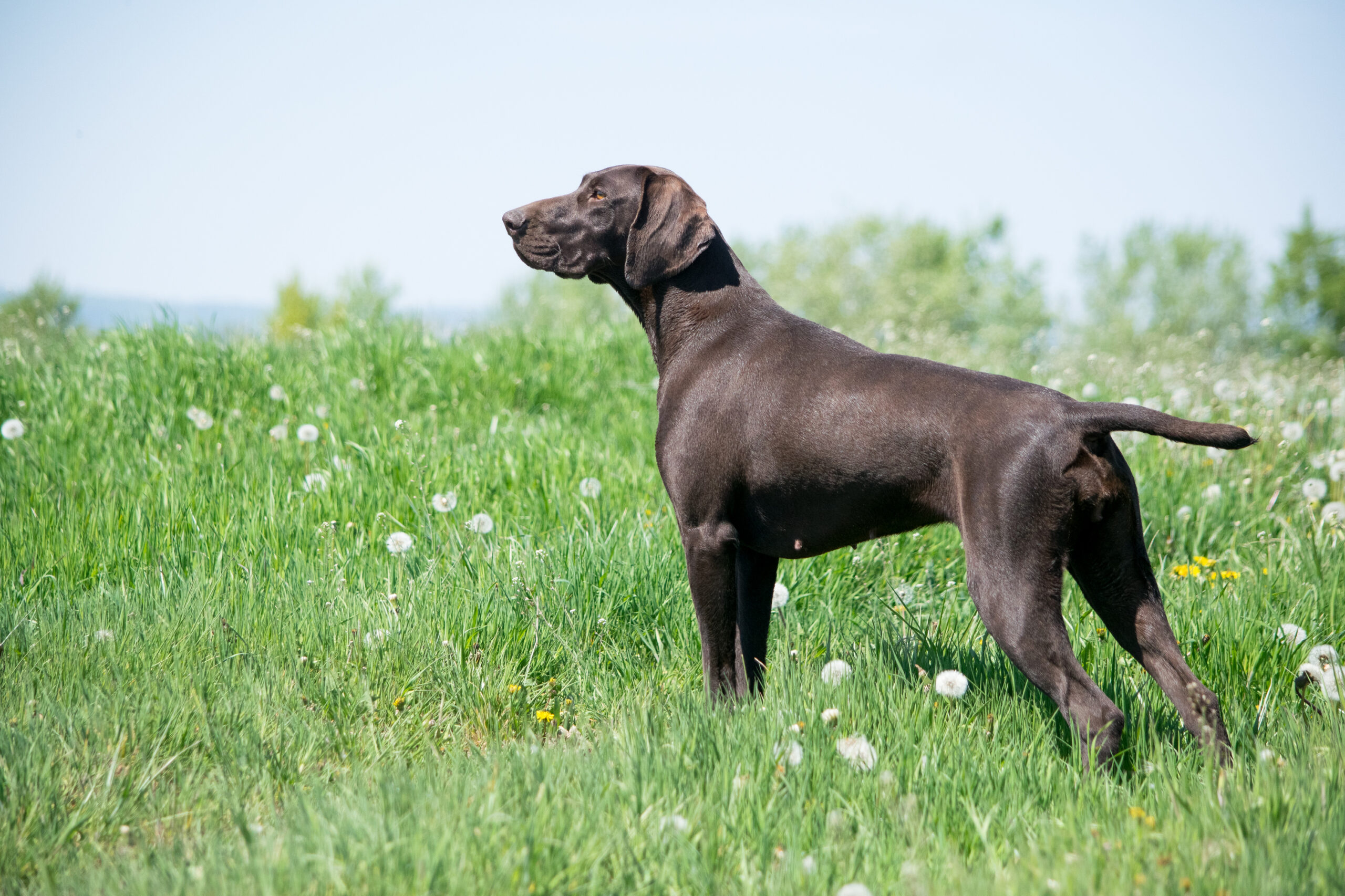 Johannisbeere Hastrmánek – Obrázok 2