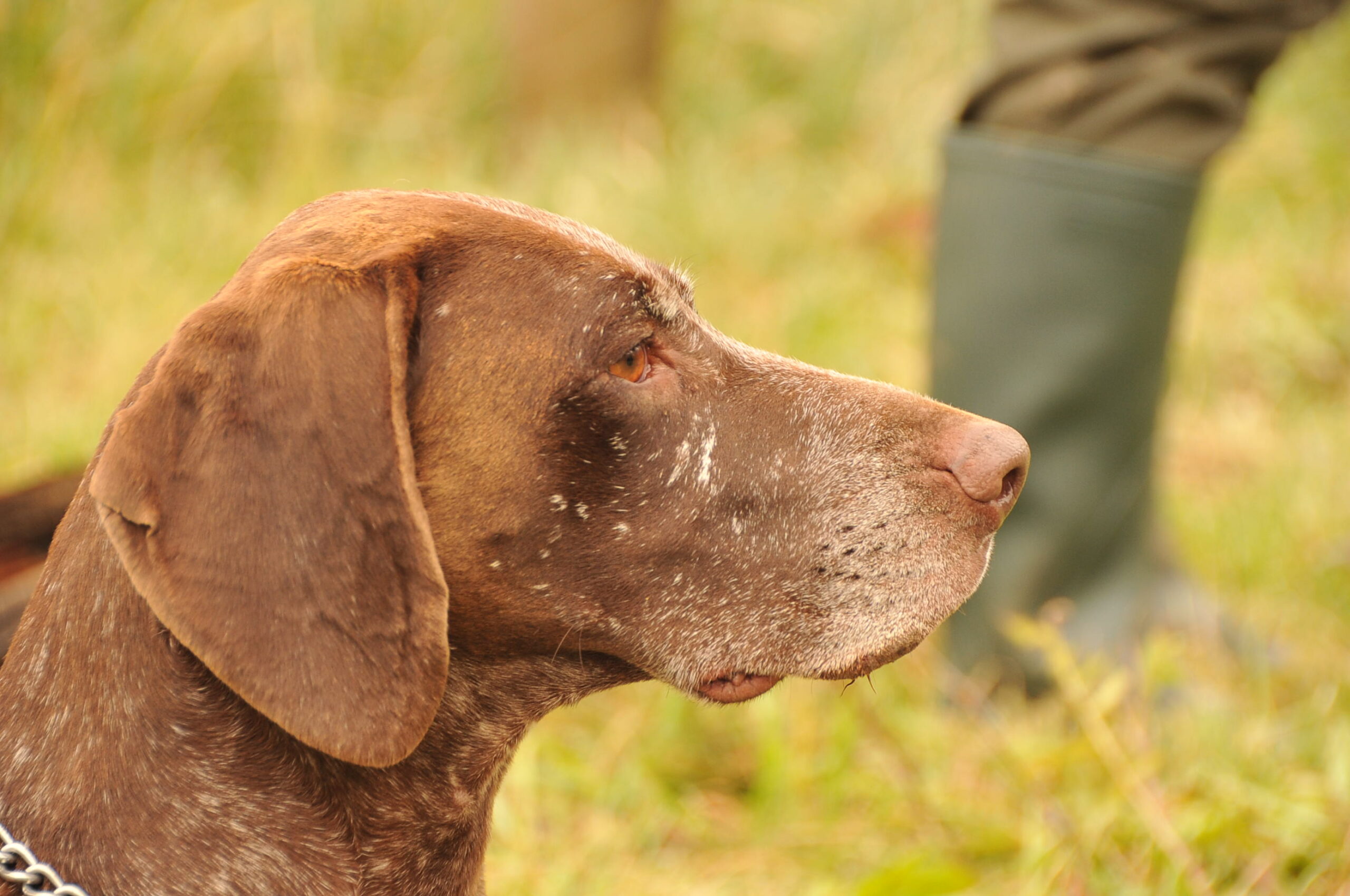 Pola z Vápenek – Obrázok 3