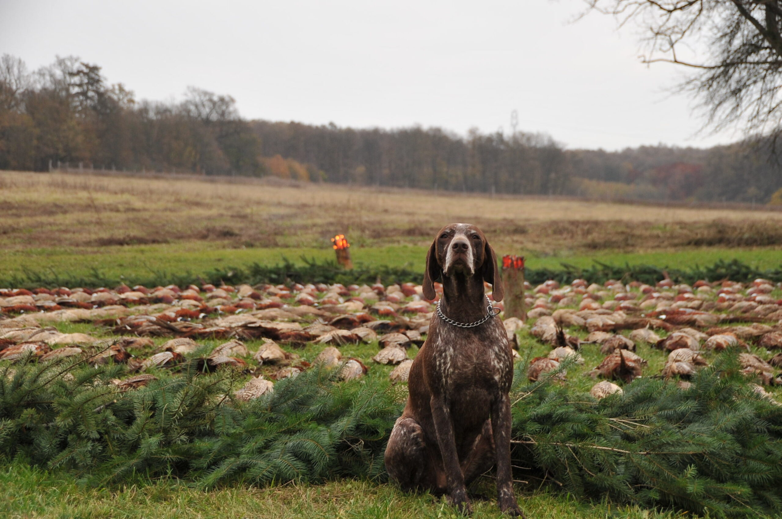 Pola z Vápenek – Obrázok 2