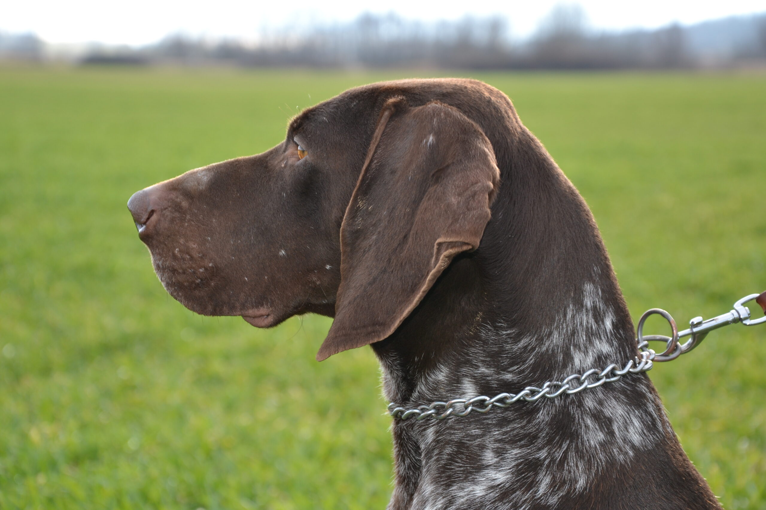 Dag od Struhy – Obrázok 2