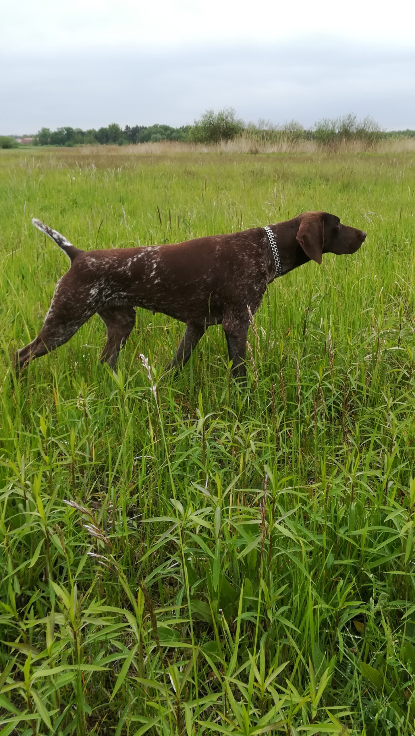 Dorka od Struhy – Obrázok 5