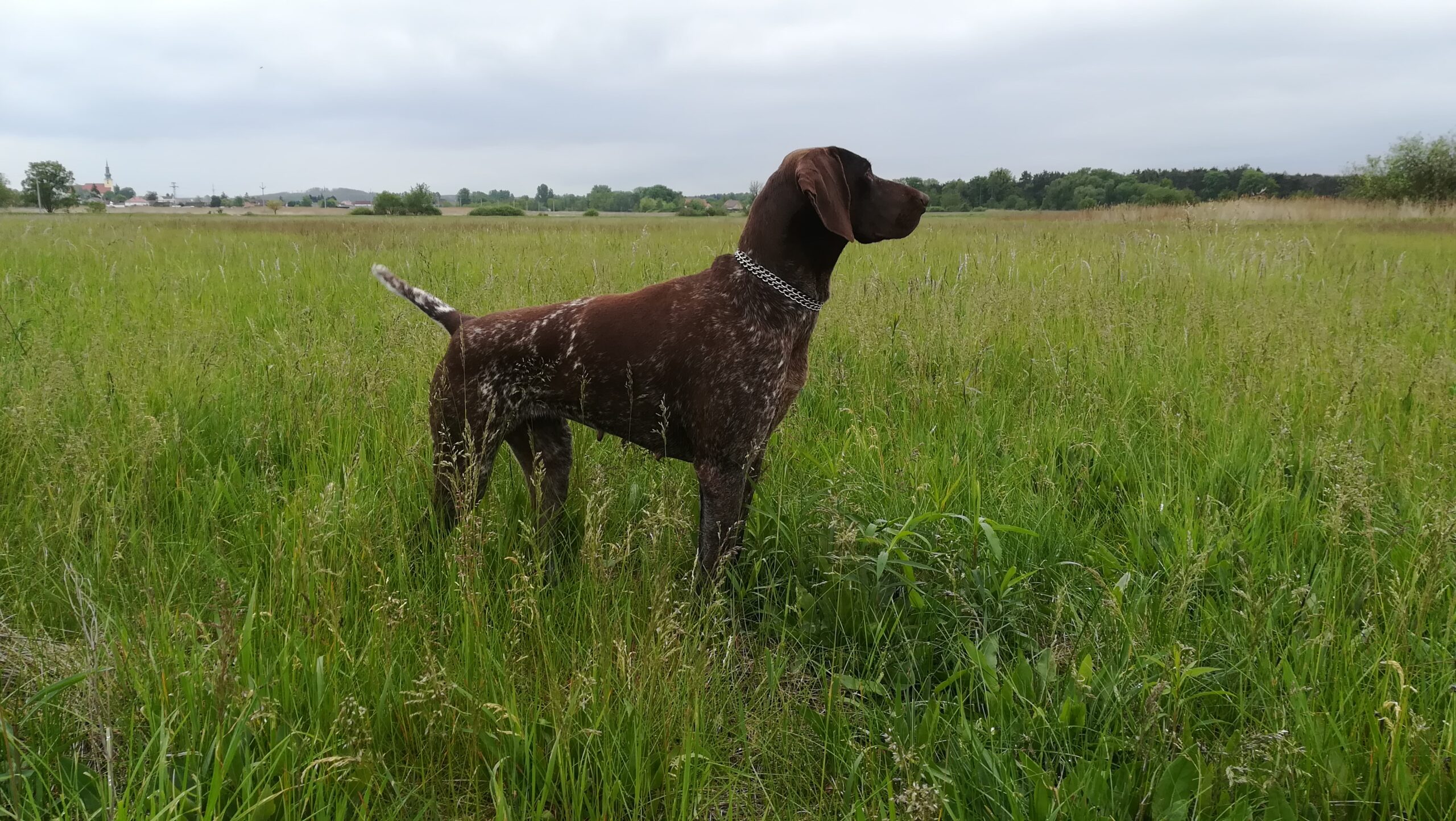 Dorka od Struhy – Obrázok 4