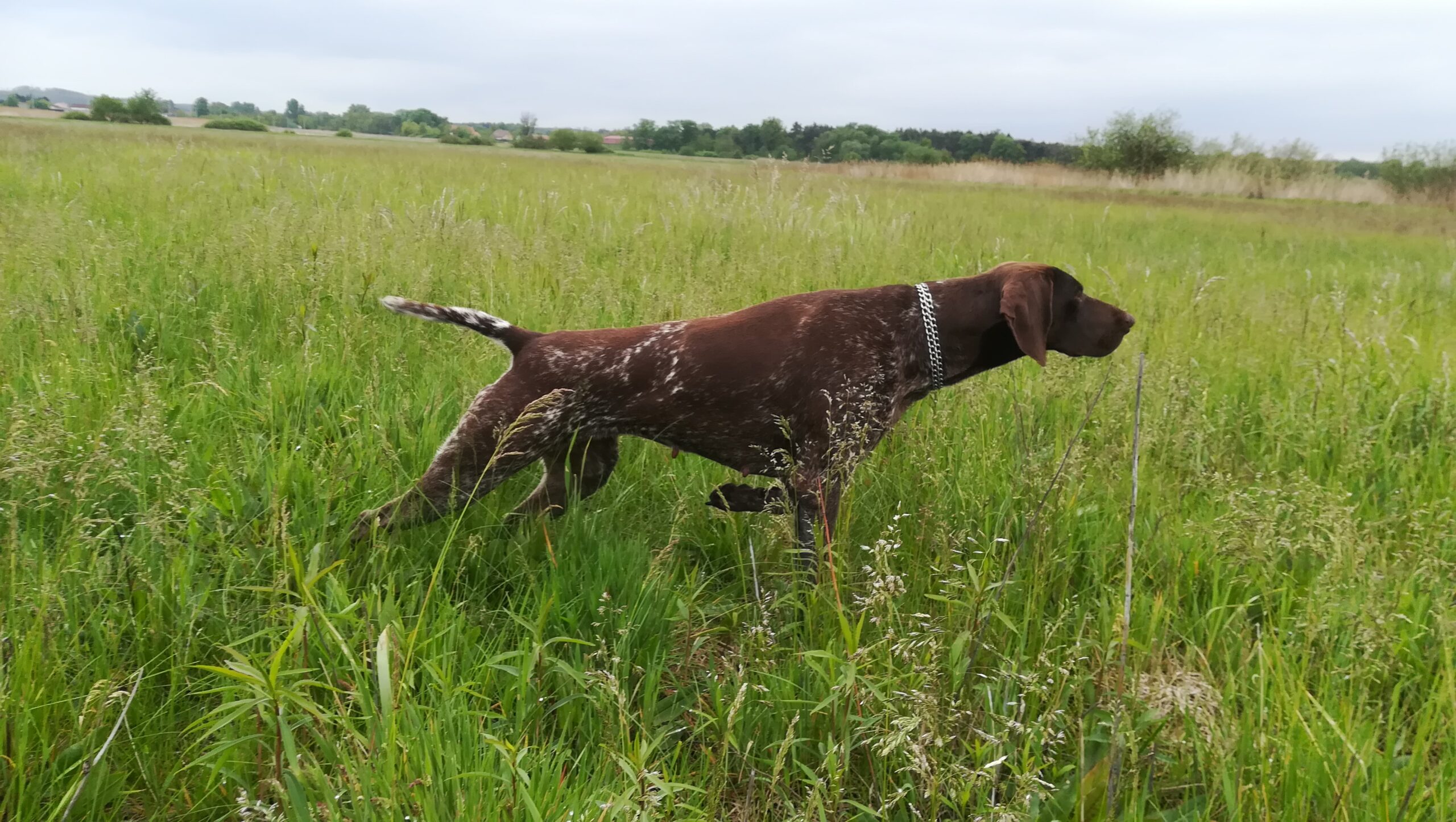 Dorka od Struhy – Obrázok 3
