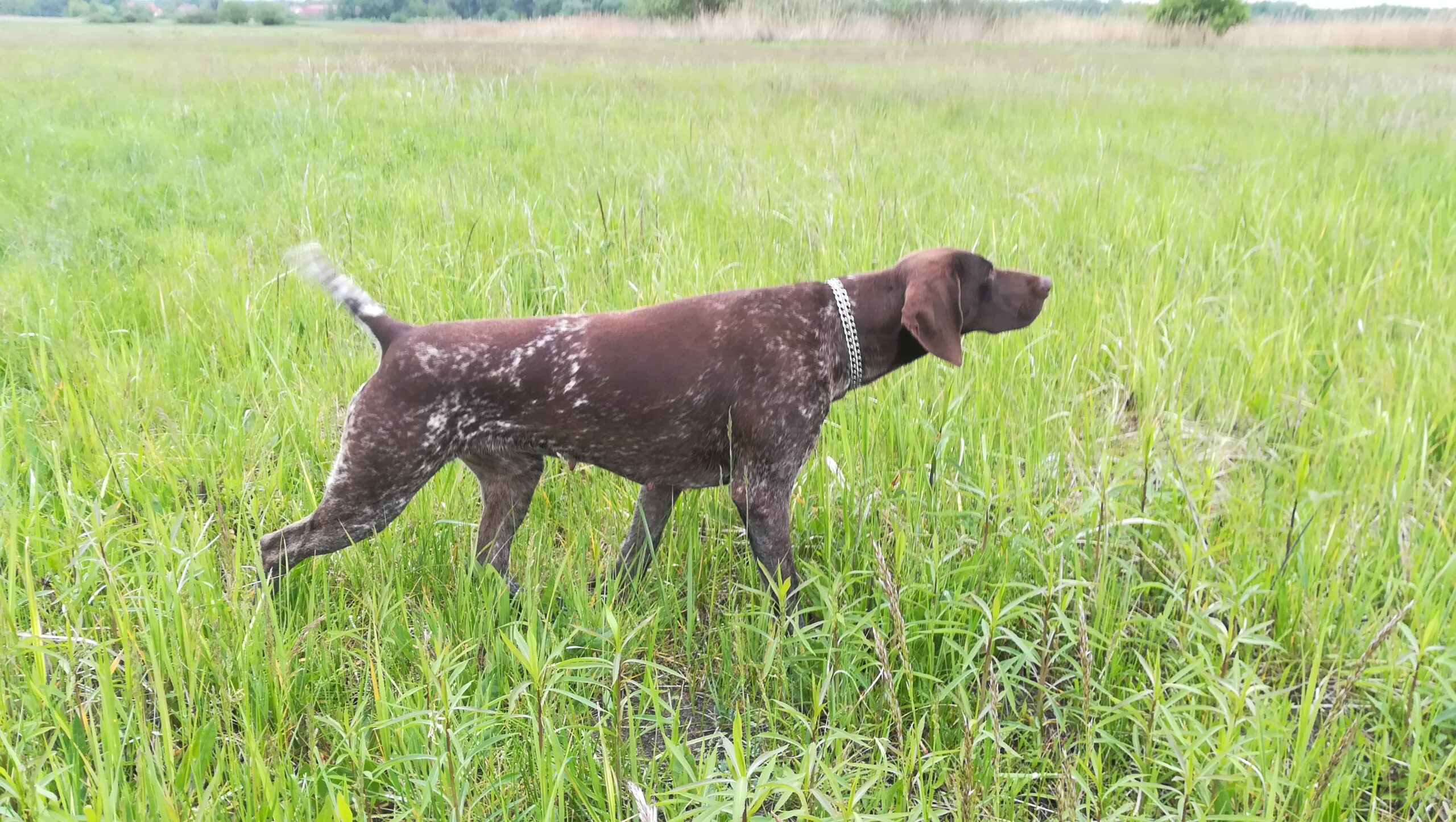 Dorka od Struhy – Obrázok 2