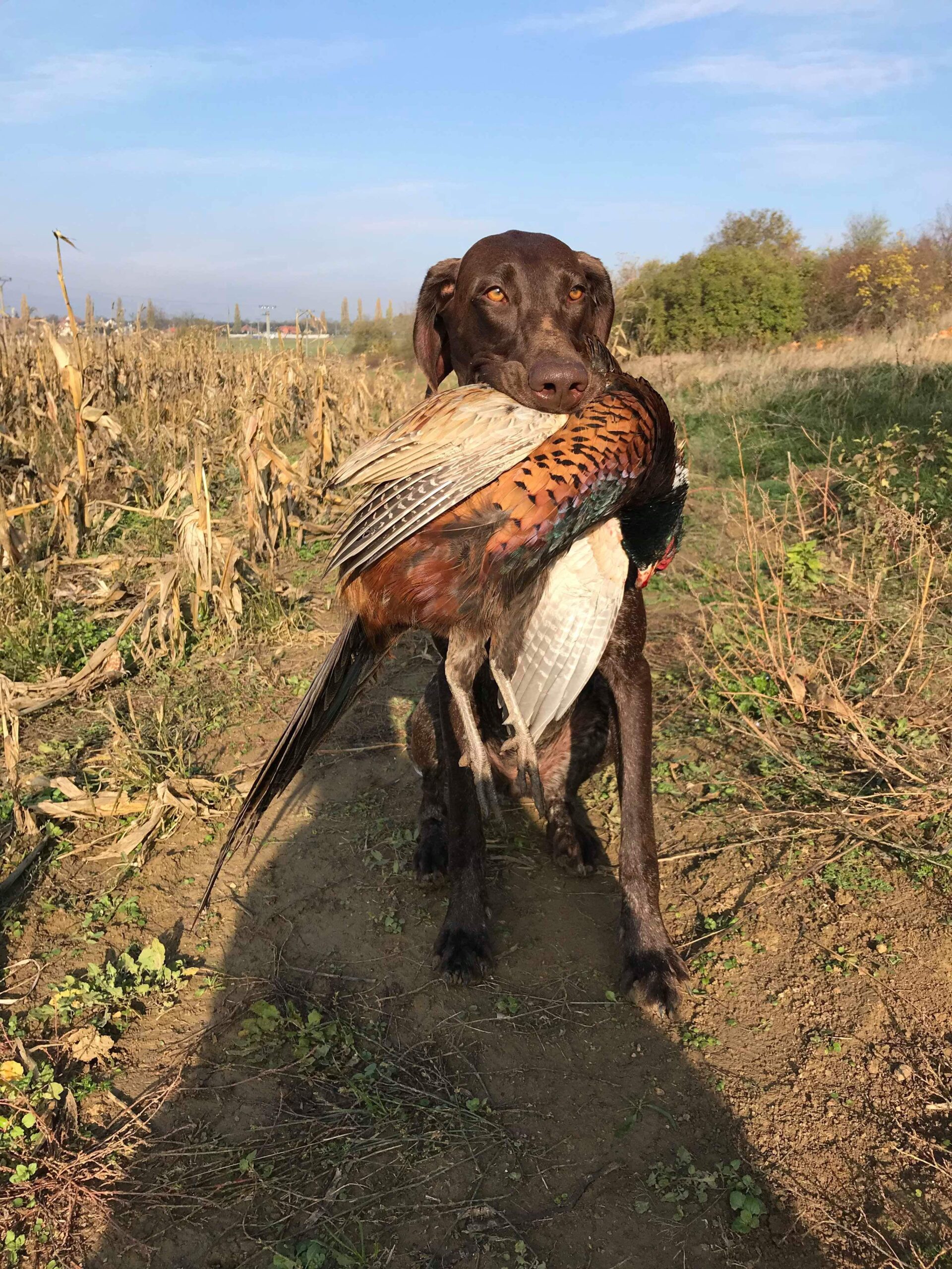 Eliza Mervov dvor – Obrázok 2