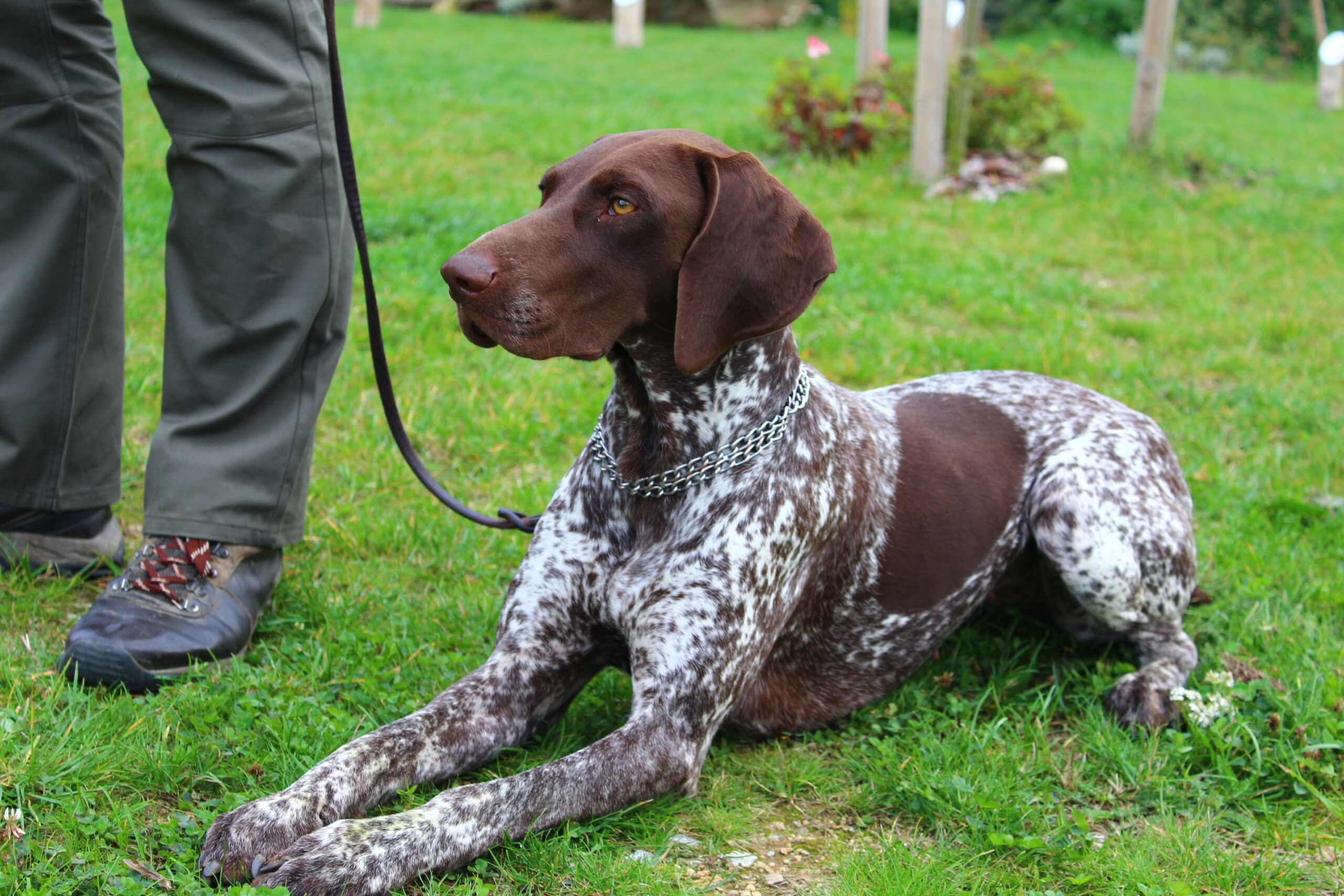 Maura z Potôňskej lúky – Obrázok 2