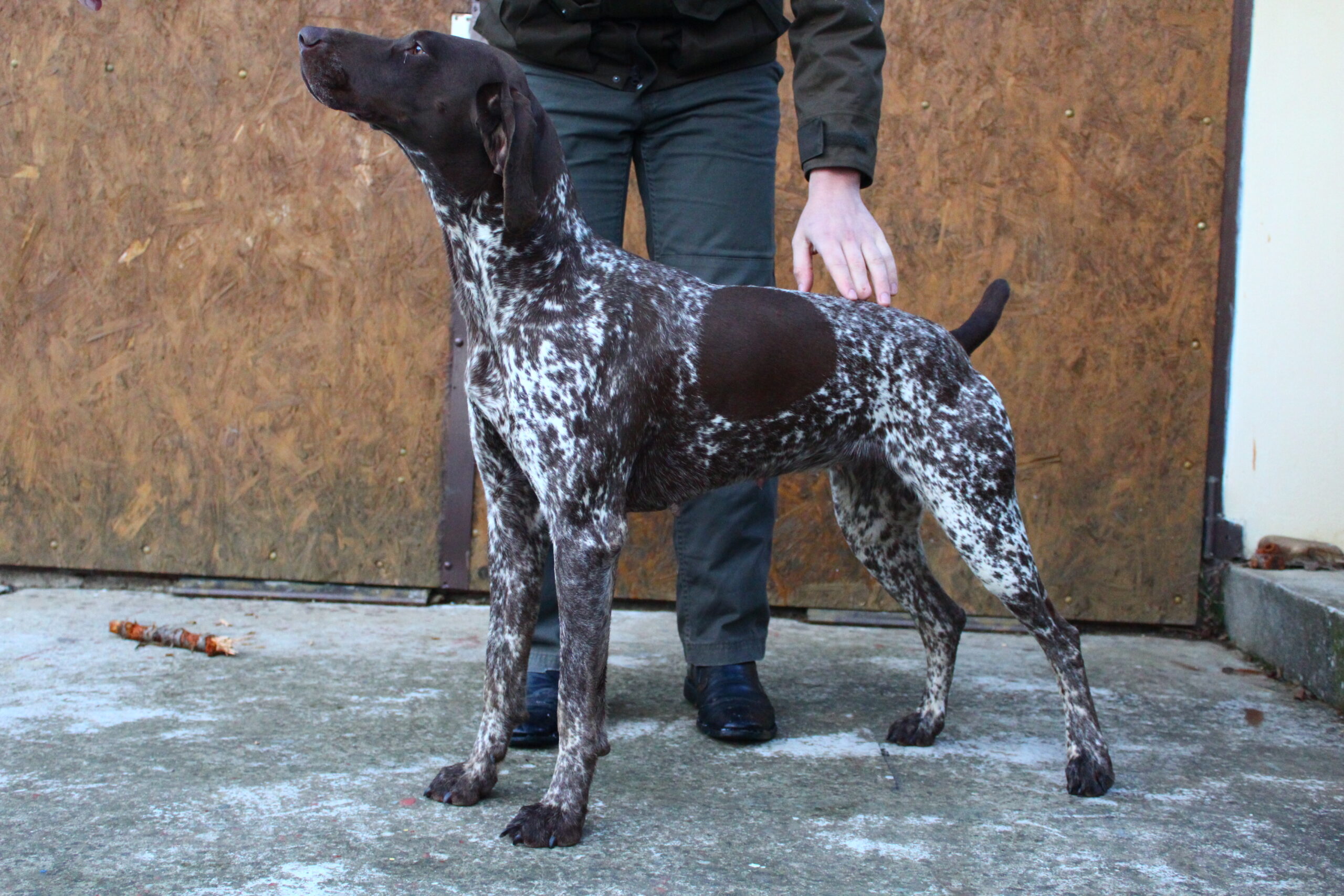 Maura z Potôňskej lúky – Obrázok 3